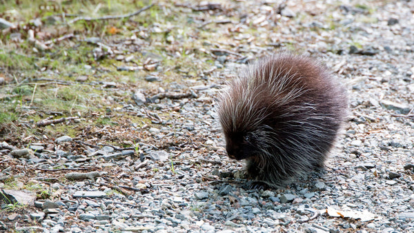 Porcupine