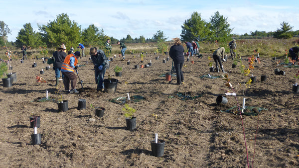 volunteers planting trees 