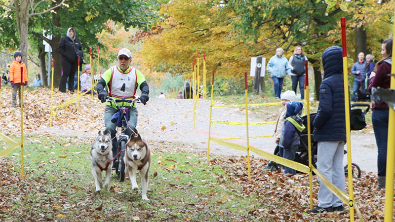 dog cart races