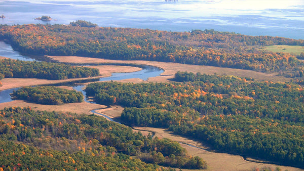 aerial view of wetland