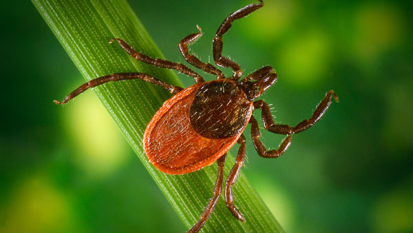 photo of a black legged tick