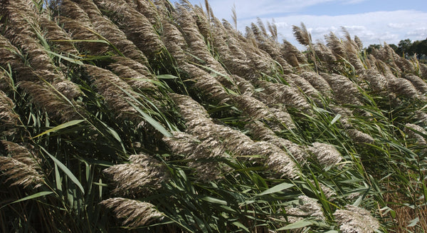 a stand of phragmites