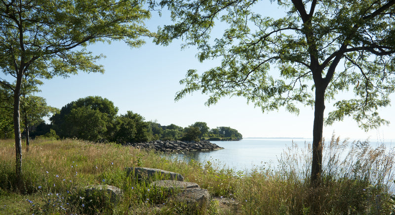 view of a treed shoreline