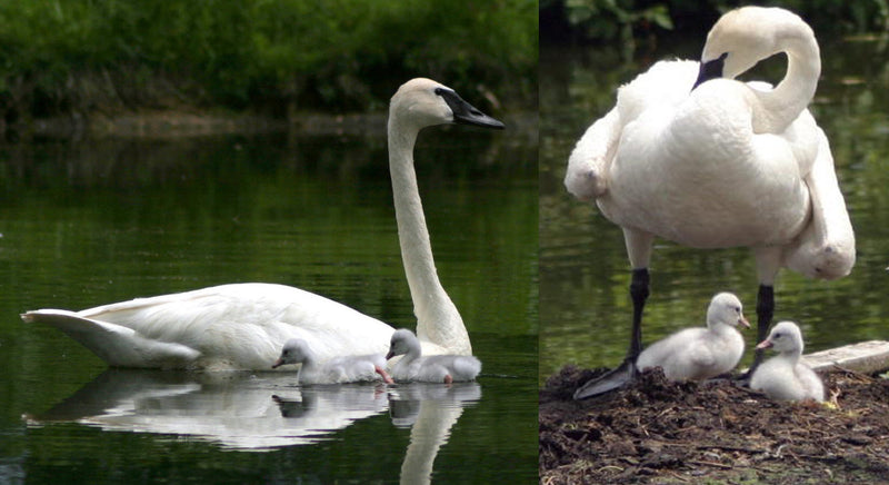 Trumpeter swan and cygnets