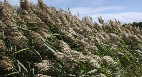 invasive phragmites