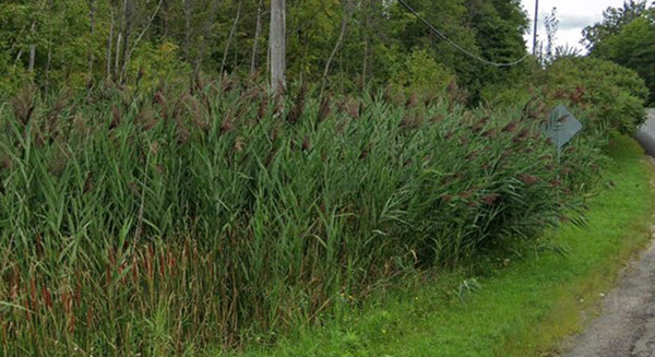 invasive phragmites