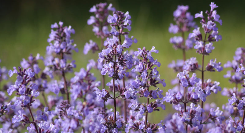 purple flowers