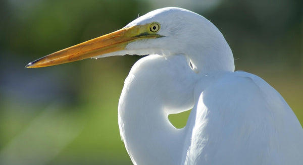 close up photo of a great egret