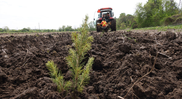 tree seedling being planted in a field