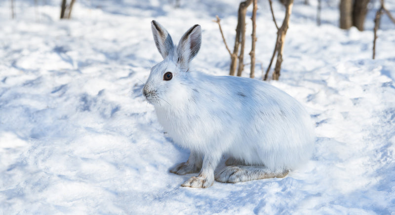 snowshoe hare