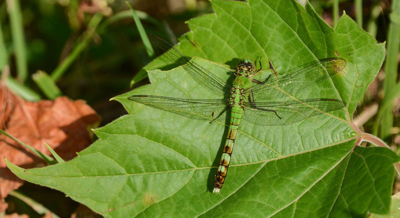 green darner dragonfly sitting on a leaf