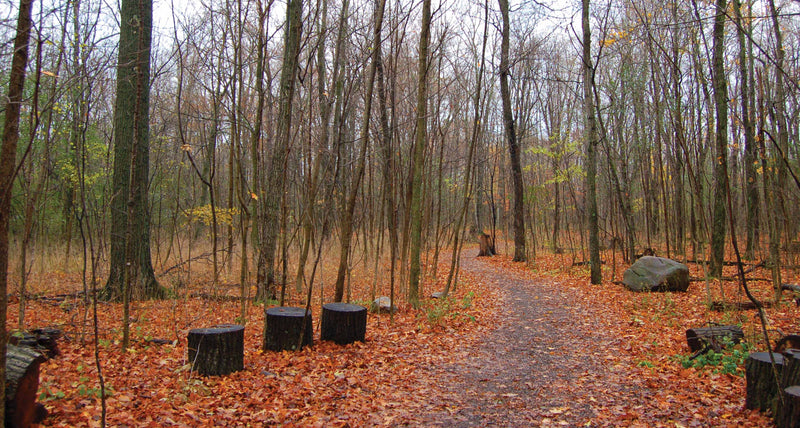 walking trail in fall