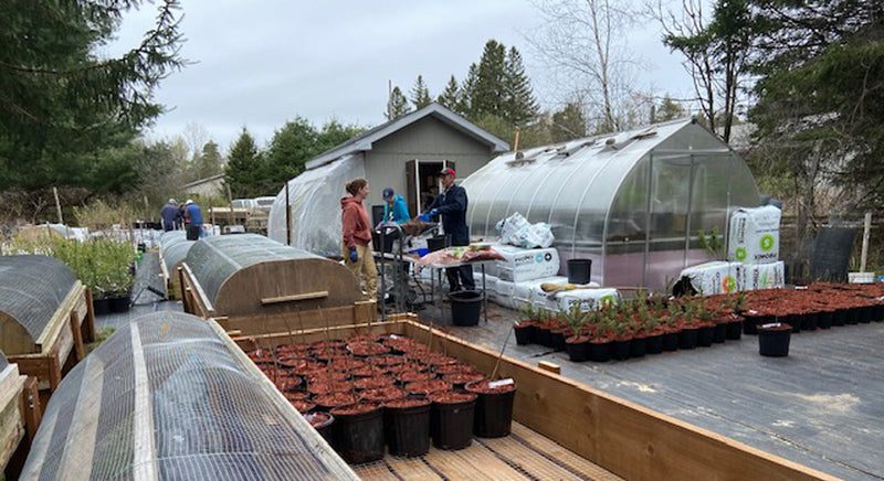 tree nursery