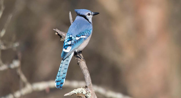 blue jay sitting on a branch