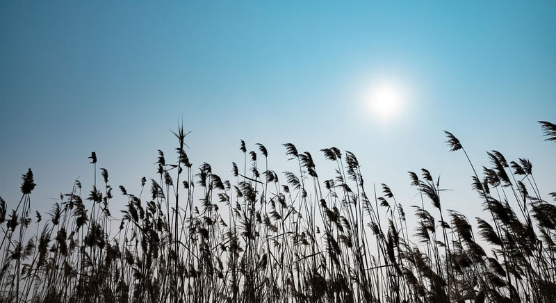 photo of invasive phragmites