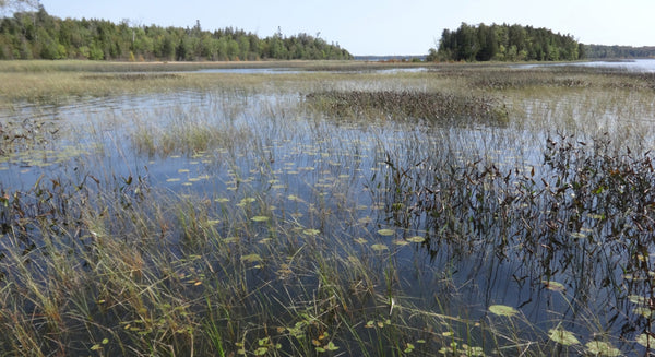photo of lake ontario wetland
