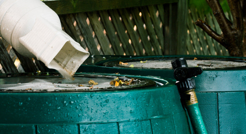 rain water collecting in a rain barrel