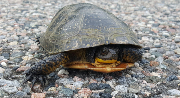 bladning's turtle