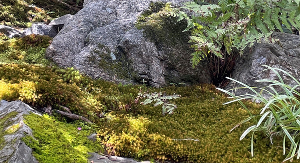moss and rocks