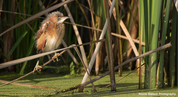 Least Bittern