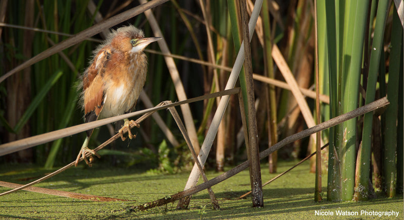 Least Bittern