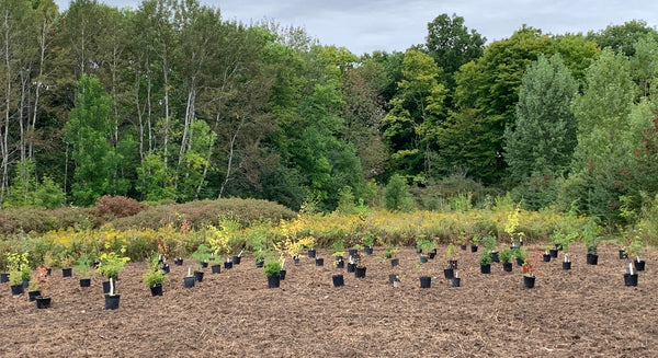 fall tree planting site