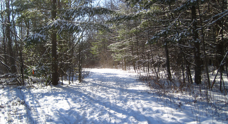 snow covered trail at mac johnson wildlife area