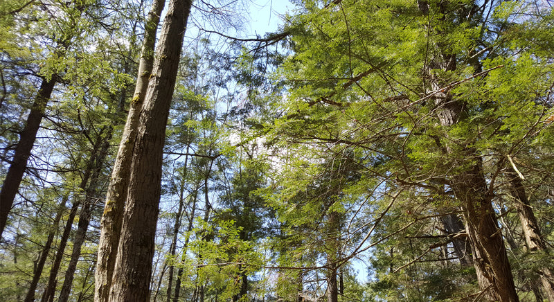 April 22 - Earth Day Celebration Remote Forest Therapy Walk