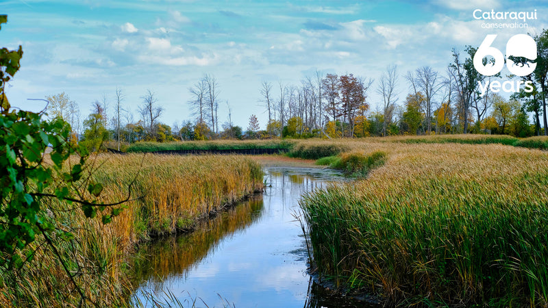 photo of a wetland