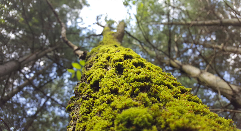 May Forest Therapy Walks