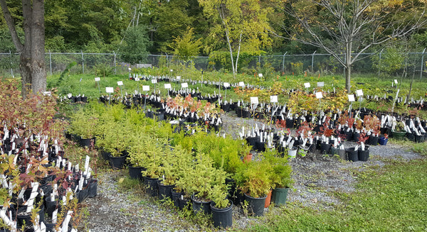 Fall Tree and Wildflower Sales