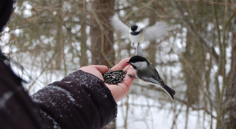 hand feeding chickadees