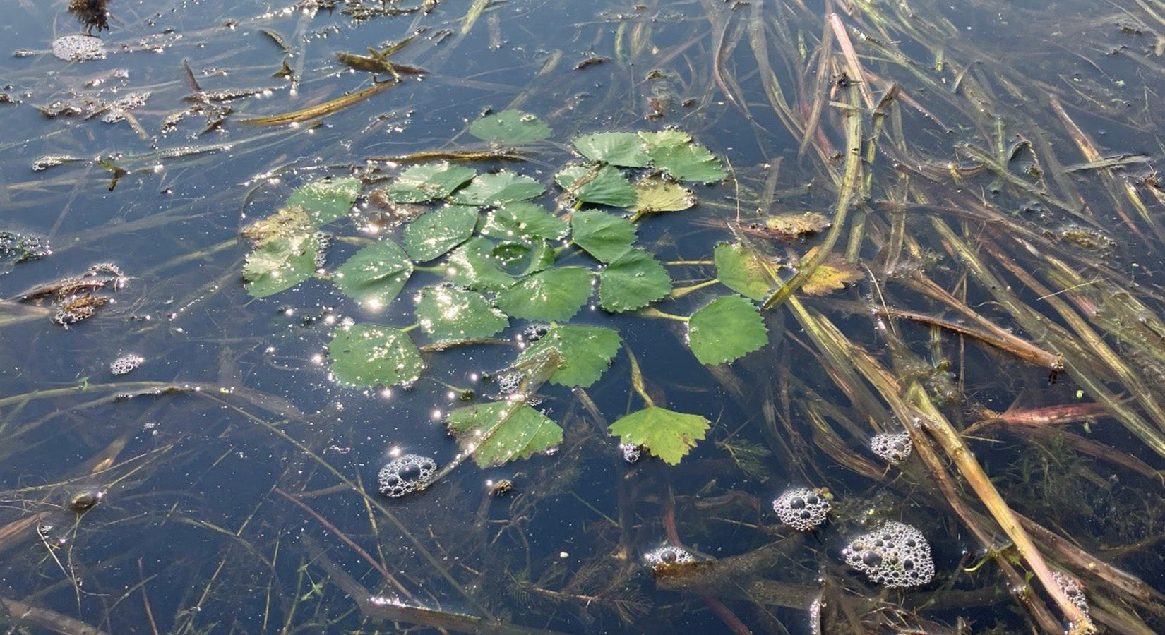 Invasive Species Profile: European Water Chestnut