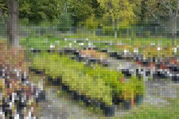 Friends of Lemoine Point Fall Tree Sale - Sept 13