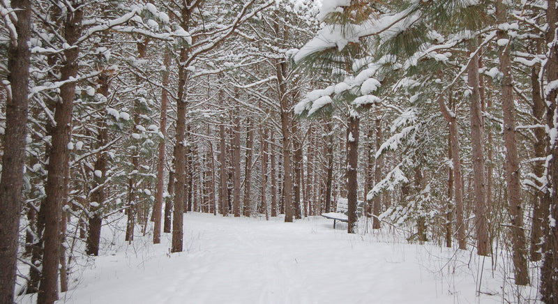 snow covered trail