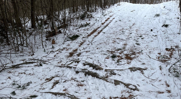 ski trail with roots showing through the snow