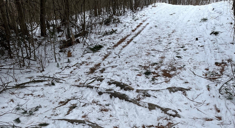 ski trail with roots showing through the snow