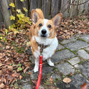 small corgi dog with a Friends of Lemoine Point branded leash