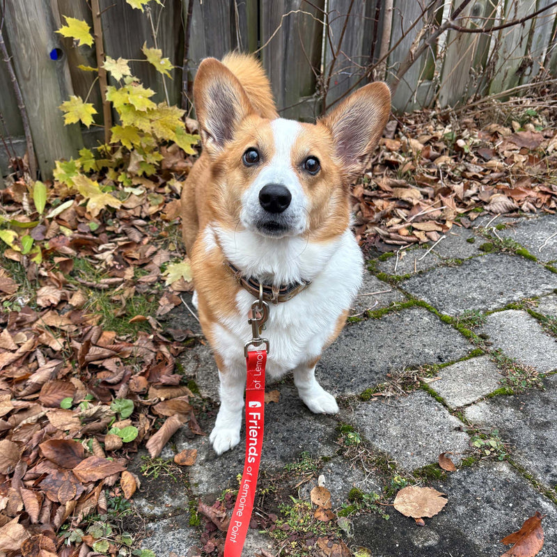 small corgi dog with a Friends of Lemoine Point branded leash