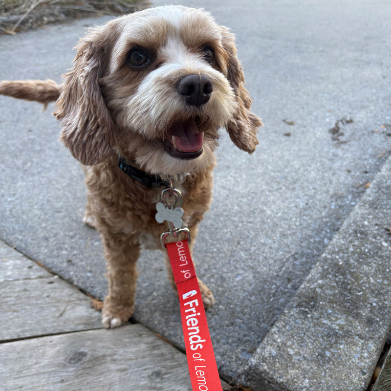 small dog with a Friends of Lemoine Point branded dog leash